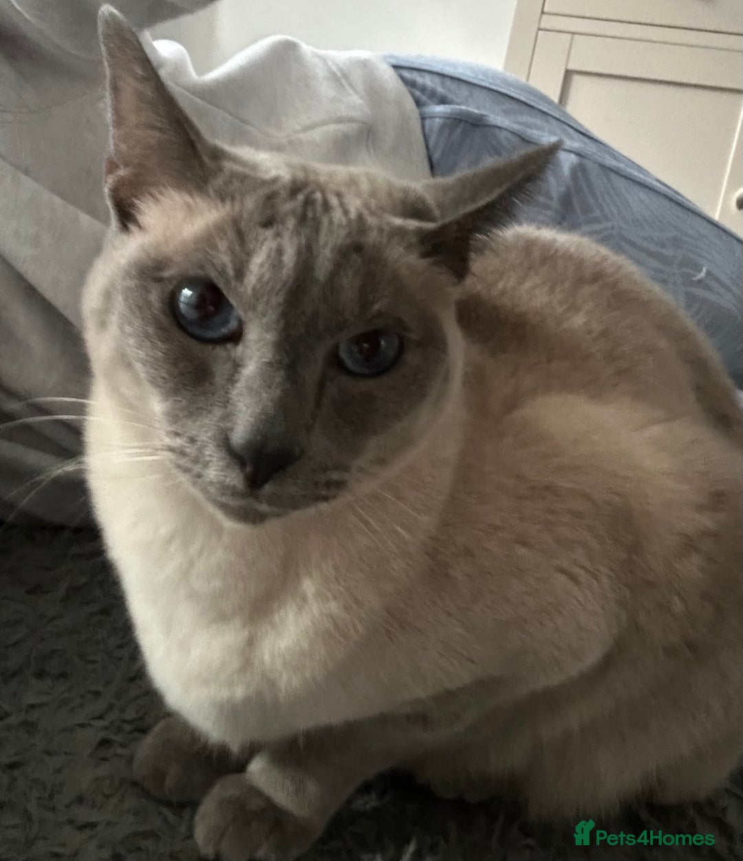 Siamese cats for sale: Blue Point Siamese Cat Looking for a New Home 💙 - Image 3