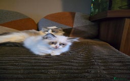 Ragdoll cats for sale:  ragdoll kittens parents gccf registered  - Image 20