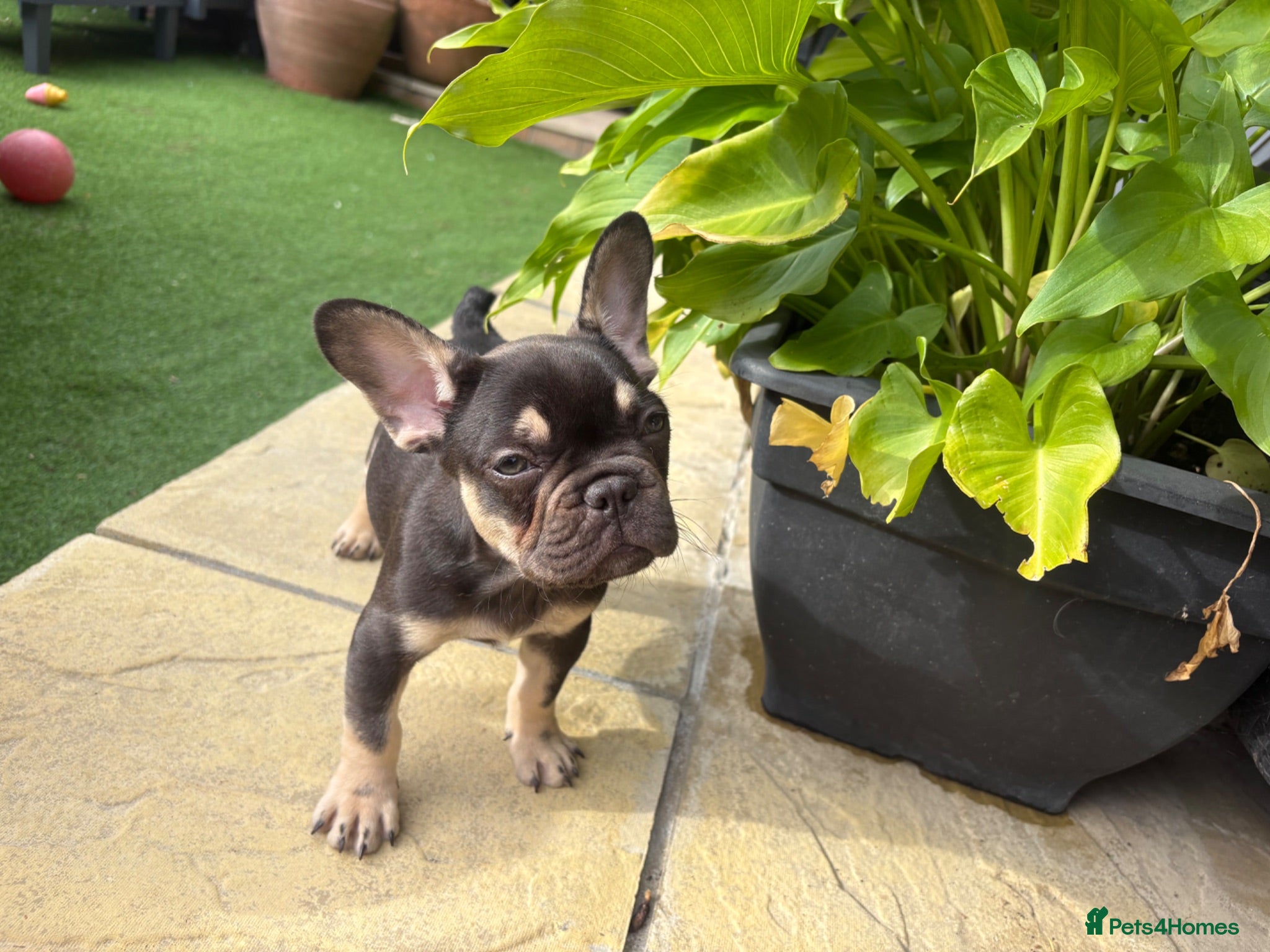 French Bulldog dogs French Bulldog Babies Ready Now - Advert 17