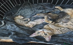 Savannah cats for sale: Glorious Savannah Babies - 1 Boy left - Image 9