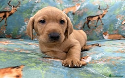 Labrador Retriever dogs for sale: KC Registered Labrador Puppies - Call  **  - Image 21