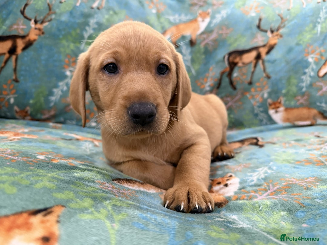 Labrador Retriever dogs for sale: KC Registered Labrador Puppies - Call  **  - Image 21