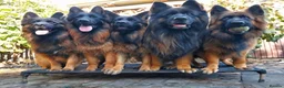 German Shepherd dogs for sale: German shepherd straigh back - Advert 4