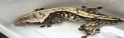 Gecko reptiles for sale: Crested geckos  - Advert 21