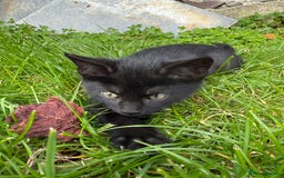 Mixed Breed cats for sale: 6 kittens for sale - Image 15