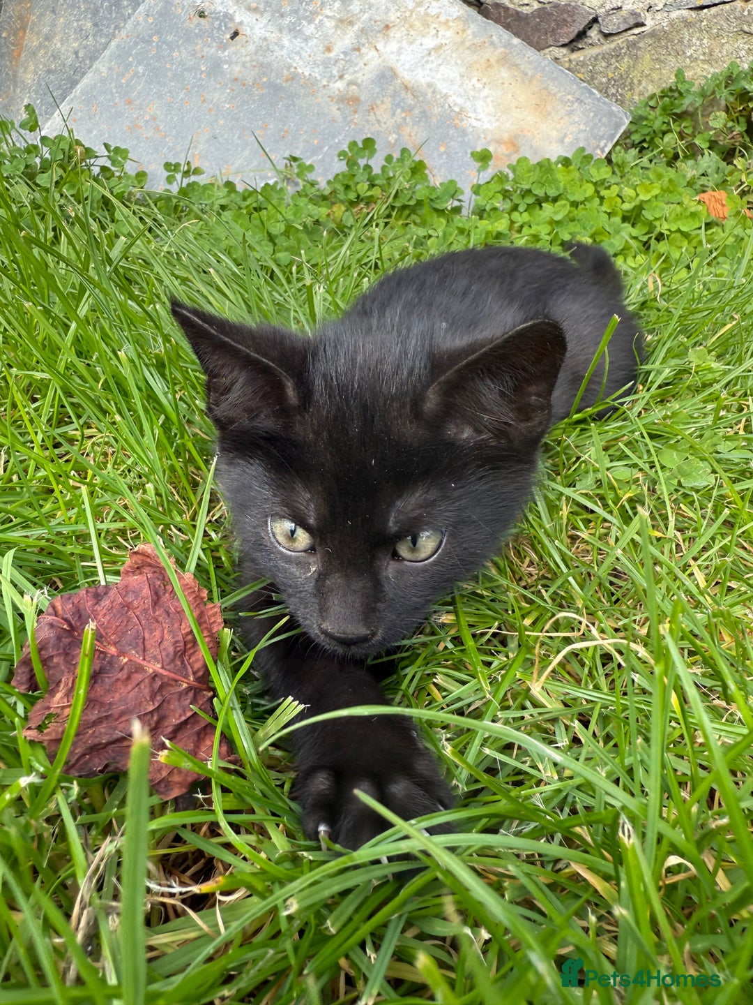 Mixed Breed cats for sale: 6 kittens for sale - Image 15
