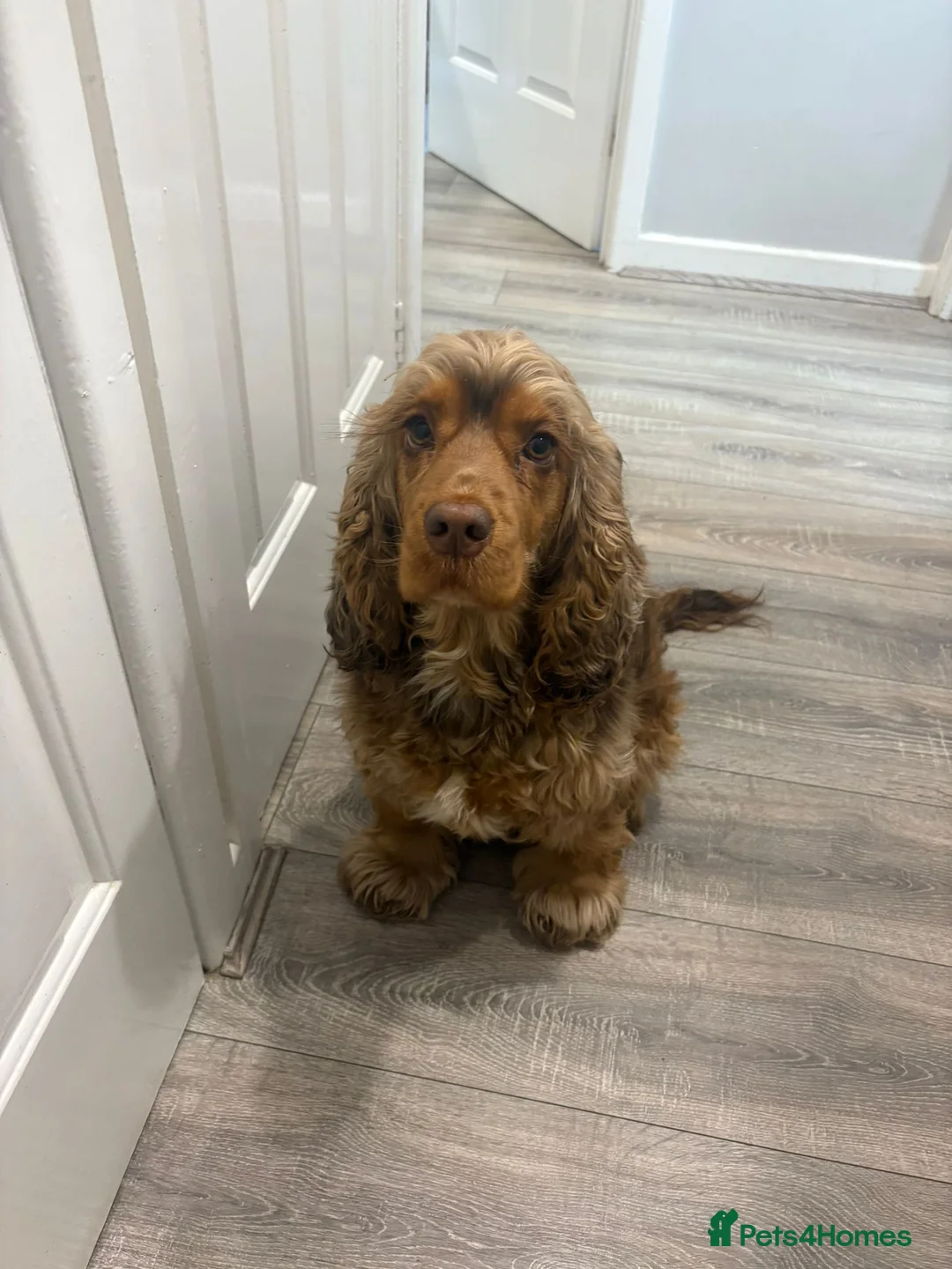 Cocker Spaniel dogs for sale: Female cocker spaniel 3 years old  - Advert 2