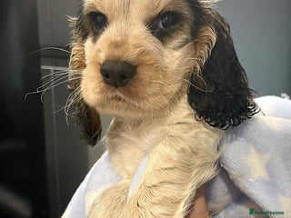 Cocker Spaniel dogs Fully health tested KC Cocker Spaniel puppies - Advert 3