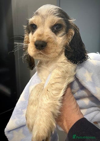 Cocker Spaniel dogs Fully health tested KC Cocker Spaniel puppies - Advert 2