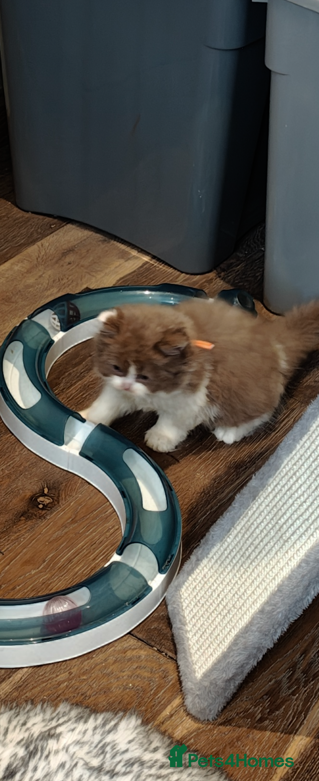 British Longhair cats for sale: Cinnamon bi colour longhair  - Image 9