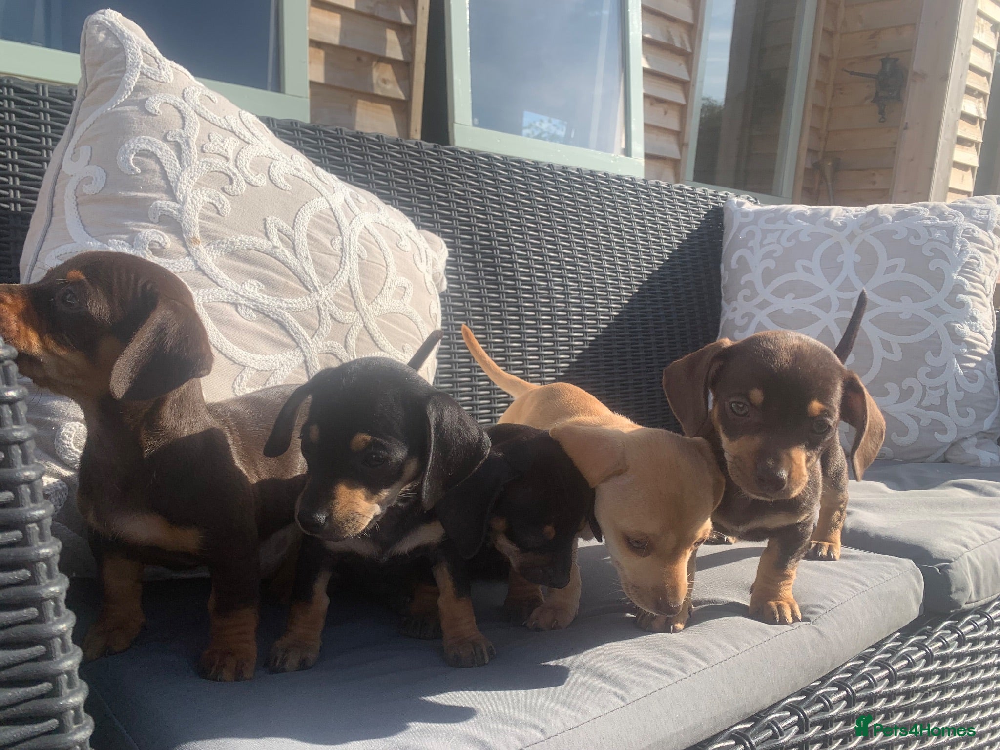 Dachshund dogs DACHSHUND PUPPIES READY/30TH AUGUST S - Advert 4