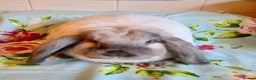 Mini Lop rabbits for sale: Pedigree Mini Lops in Tamworth - Advert 8