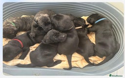 Boerboel dogs for stud: Beautiful South African Boerboel for Stud - Image 7