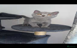 British Shorthair cats for sale: Pure breed British shorthairs  - Image 19