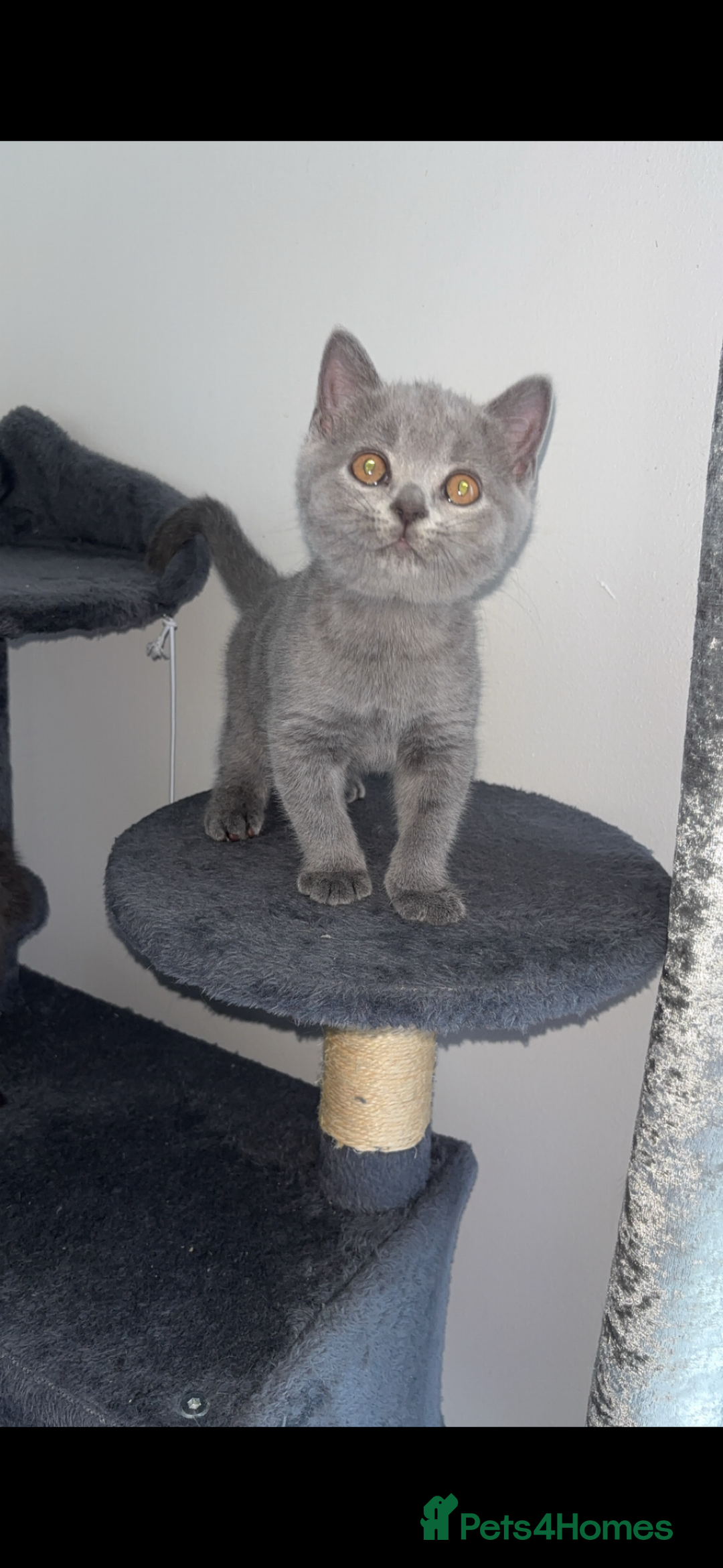 British Shorthair cats for sale: Pure breed British shorthairs  - Image 19