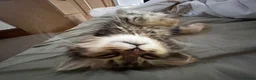 Mixed Breed cats for sale: Mixed breed Persian in Melton Mowbray - Advert 5