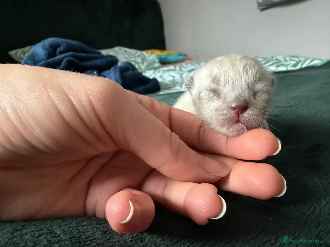 Ragdoll cats for sale: Beautiful Ragdoll-type kittens  - Advert 2