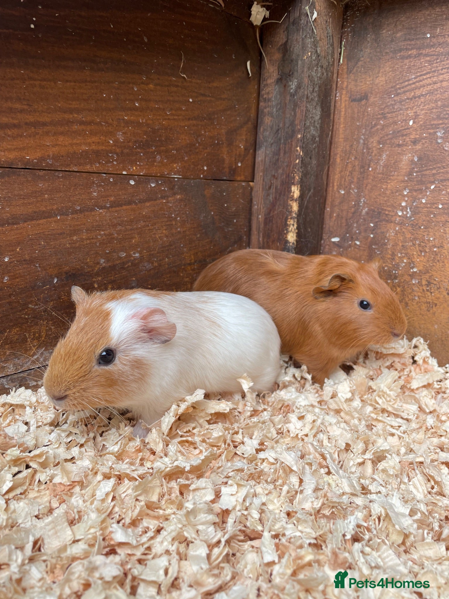 Guinea Pig rodents 2 baby male guinea pigs  - Advert 2