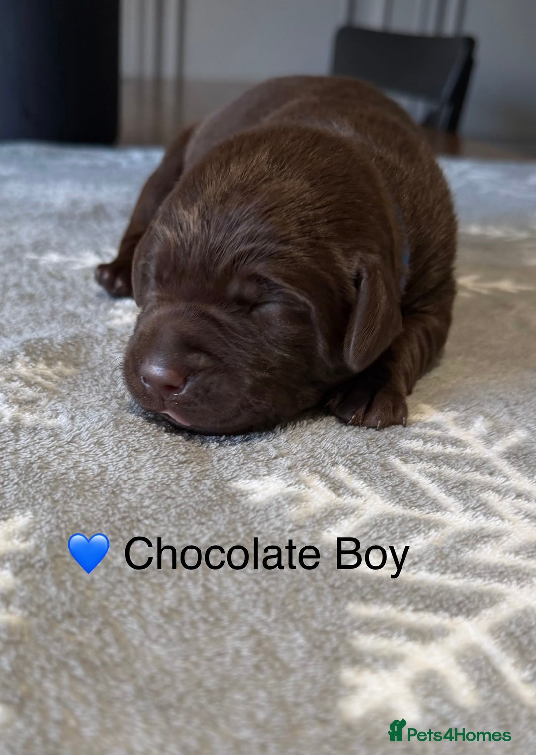Labrador Retriever dogs for sale: Stunning Chocolate and Black Labrador pups - Advert 12