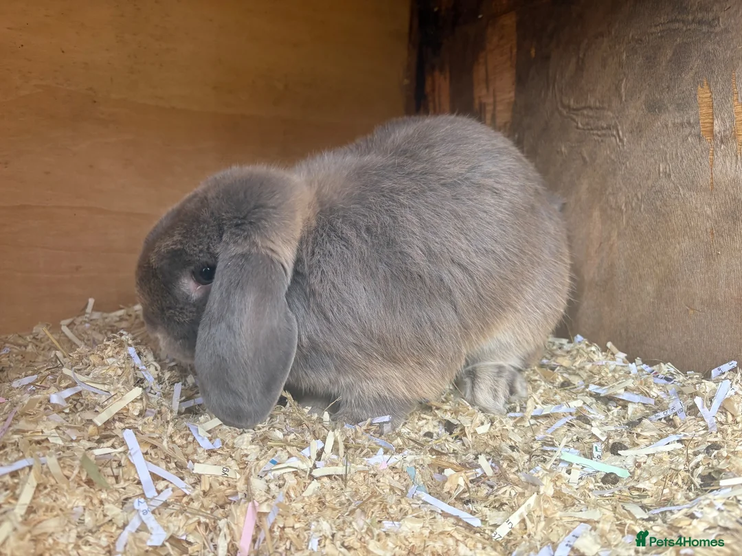 Mini Lop rabbits for sale: BEAUTIFUL Mini lops  - Advert 11