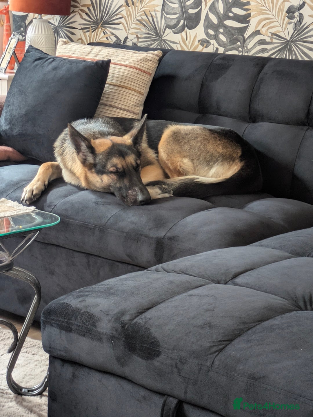 German Shepherd dogs for sale: Female German shepherd  - Advert 3