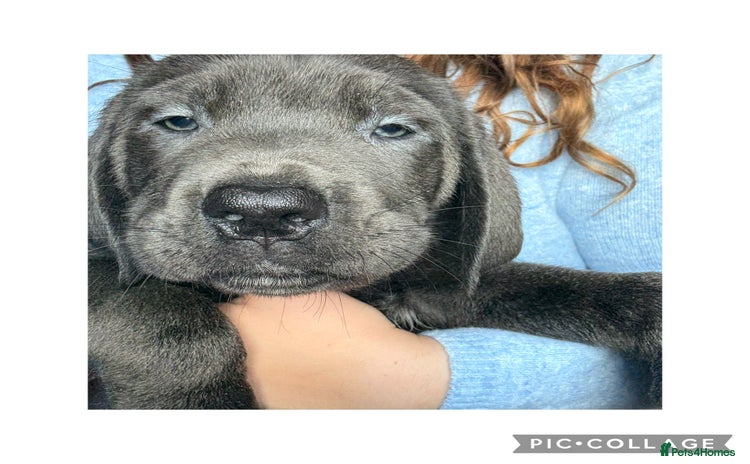 Cane Corso dogs - Advert 4