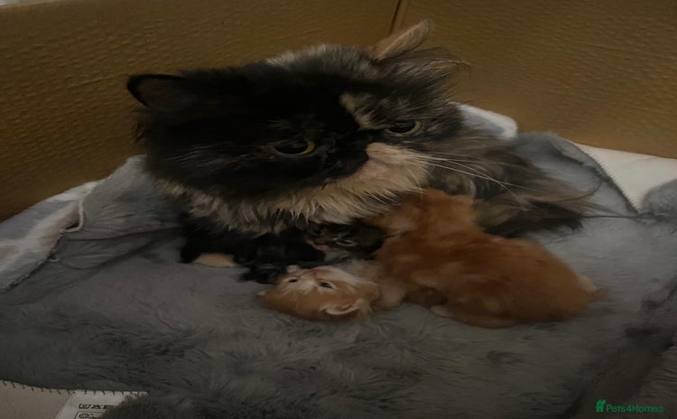 Mixed Breed cats - Advert 4