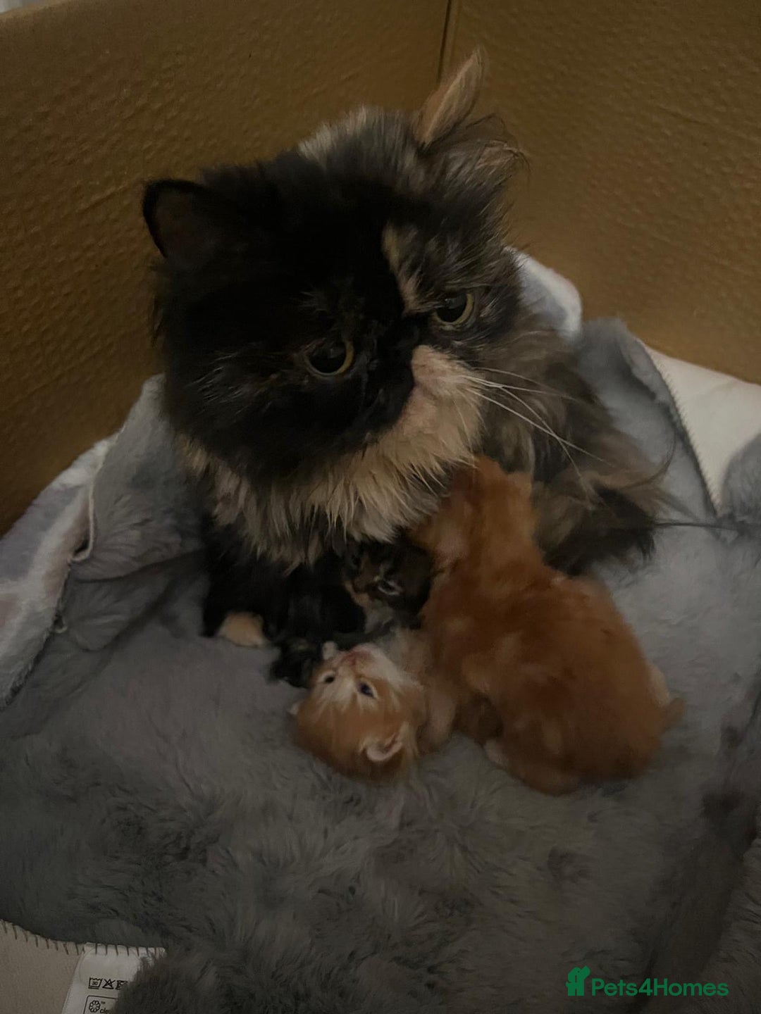 Mixed Breed cats for sale: Persian/maine coon kittens for sale  - Image 1