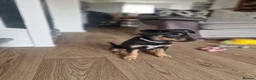 Mixed Breed dogs for sale: Rottweiler x husky puppy 4months old in Wantage - Advert 3