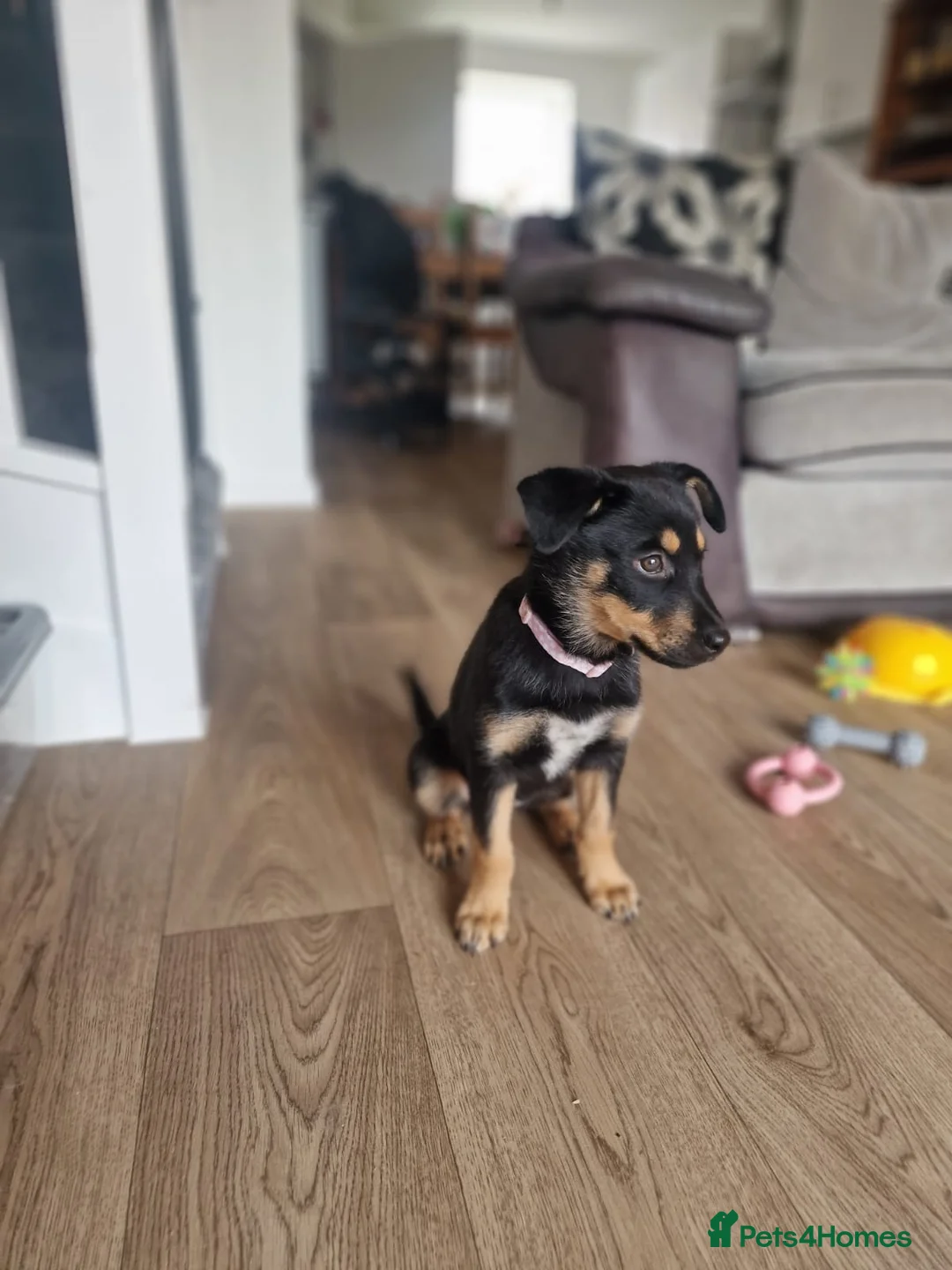 Mixed Breed dogs for sale: Rottweiler x husky puppy 4months old in Wantage - Advert 3