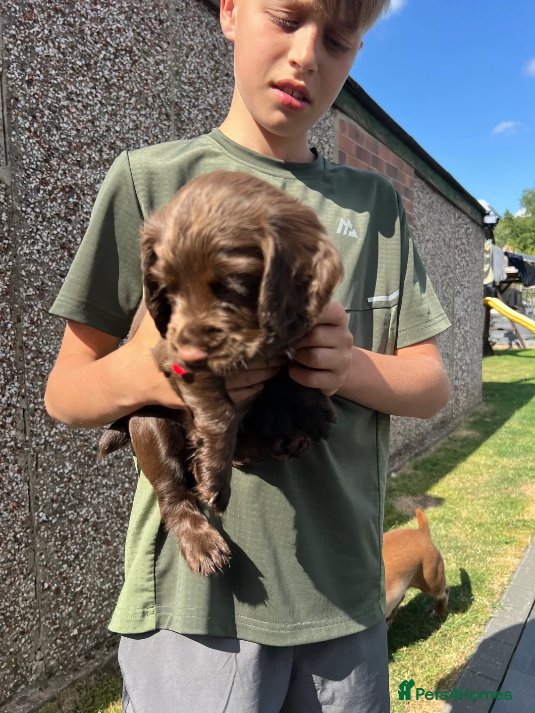 Cocker Spaniel dogs for sale: working cocker spaniels  - Advert 29
