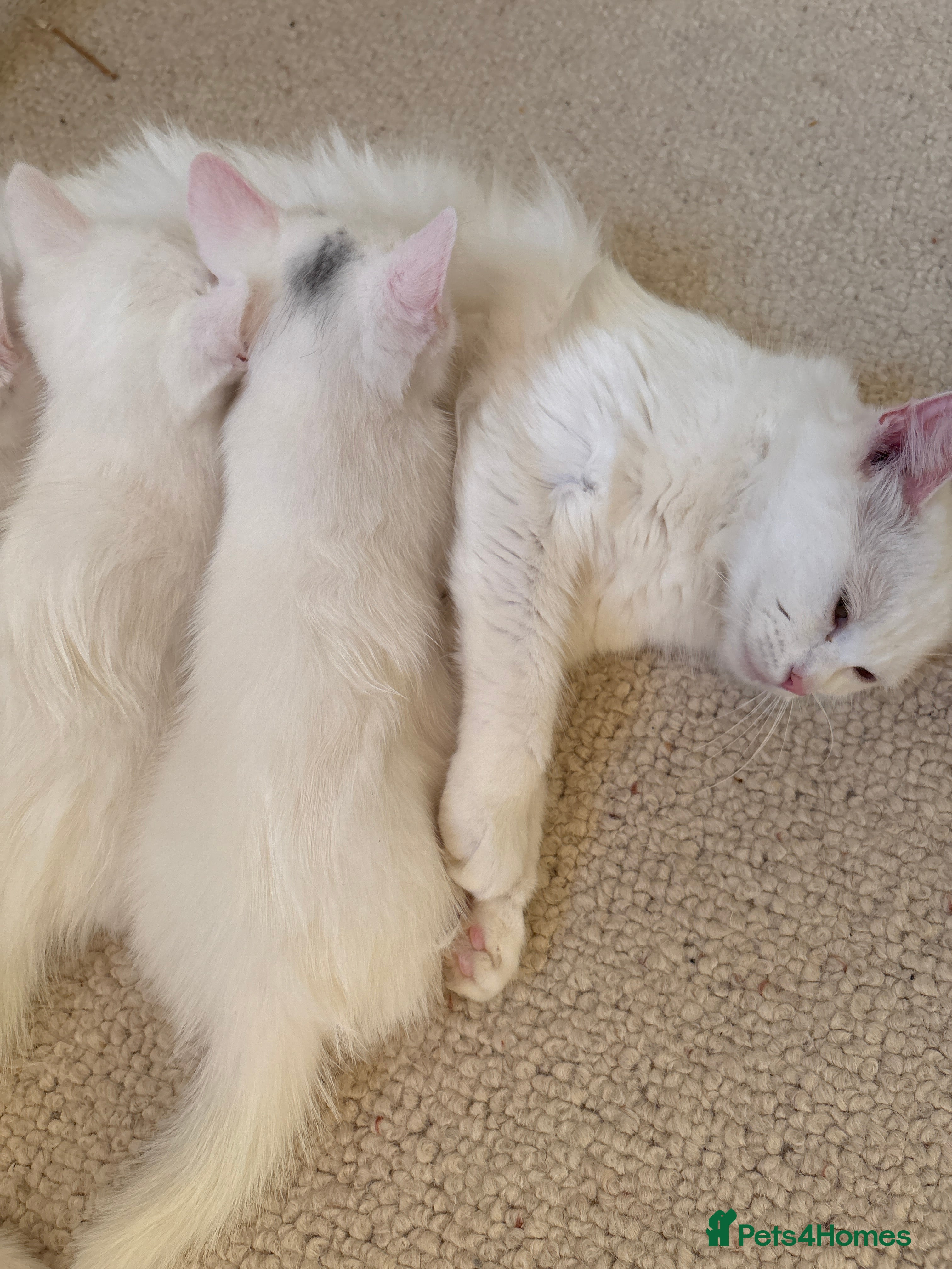 Turkish Angora cats Two Half-breed Turkish Angora Kittens  - Advert 1