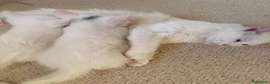Turkish Angora 1