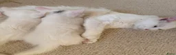Turkish Angora cats for sale: Two Half-breed Turkish Angora Kittens  in Huddersfield - Advert 1