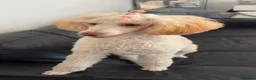 Miniature Poodle dogs for sale: Miniature Poodle looking for a home full of love in Buckhurst Hill - Advert 15