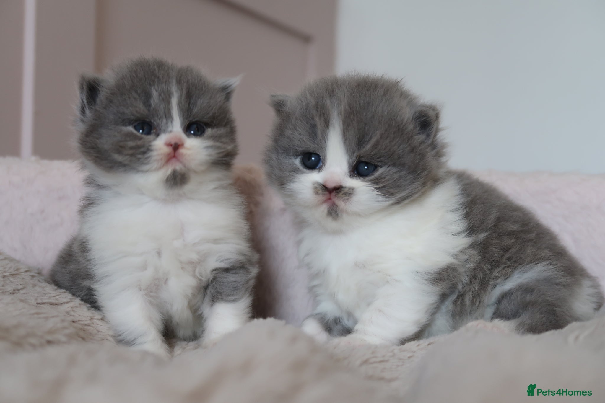 British Longhair cats for sale: British Longhair kittens - Advert 2
