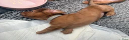 Miniature Dachshund dogs for sale: Long haired miniature dachshunds  in Liverpool - Advert 39