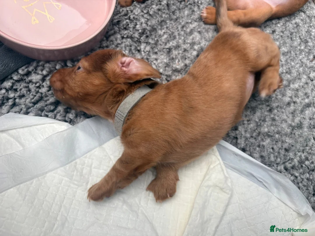 Miniature Dachshund dogs for sale: Long haired miniature dachshunds  in Liverpool - Advert 39