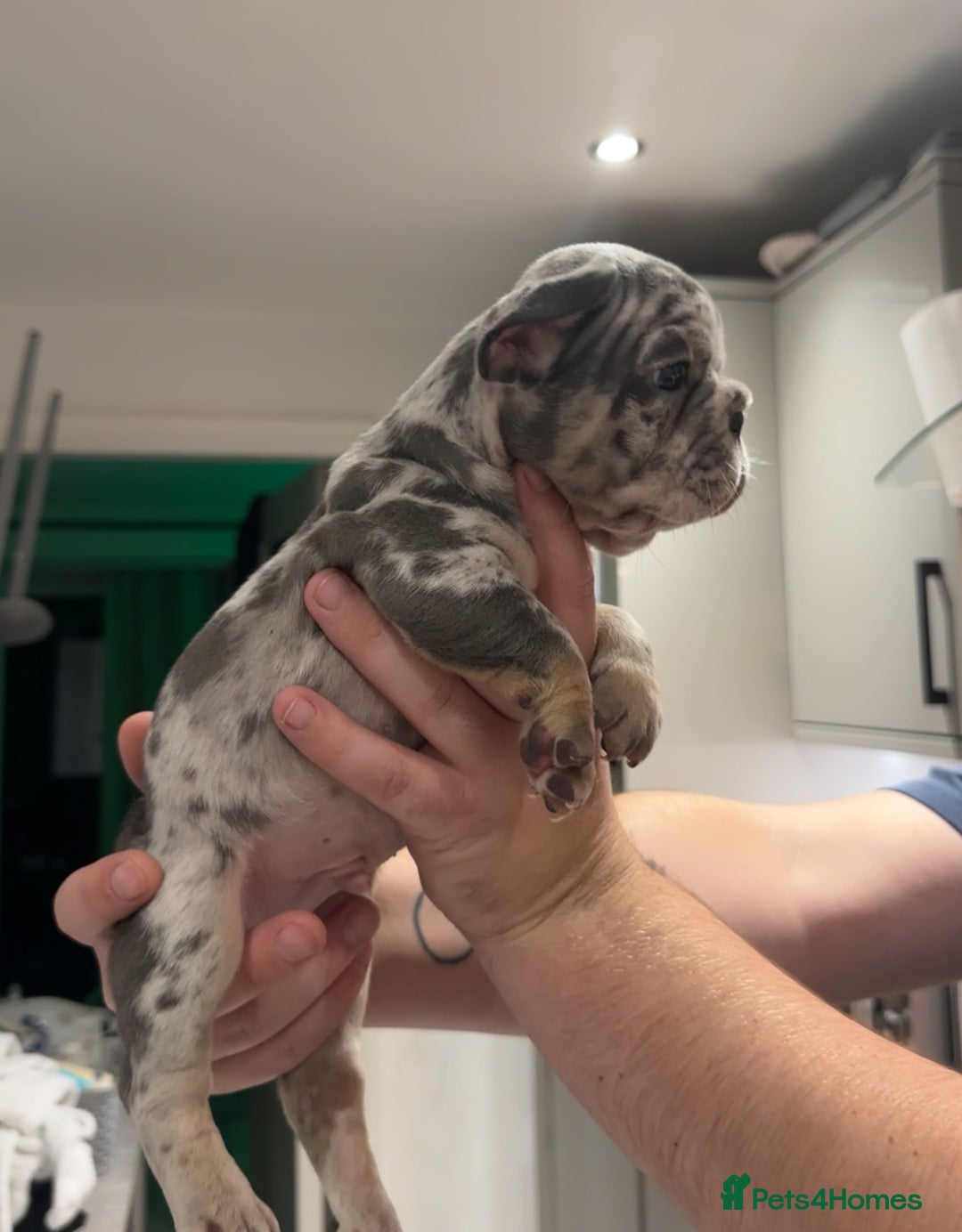 French Bulldog dogs for sale: 4 PUPPYS LEFT 🤍 French bulldog puppies 🤍 - Image 8