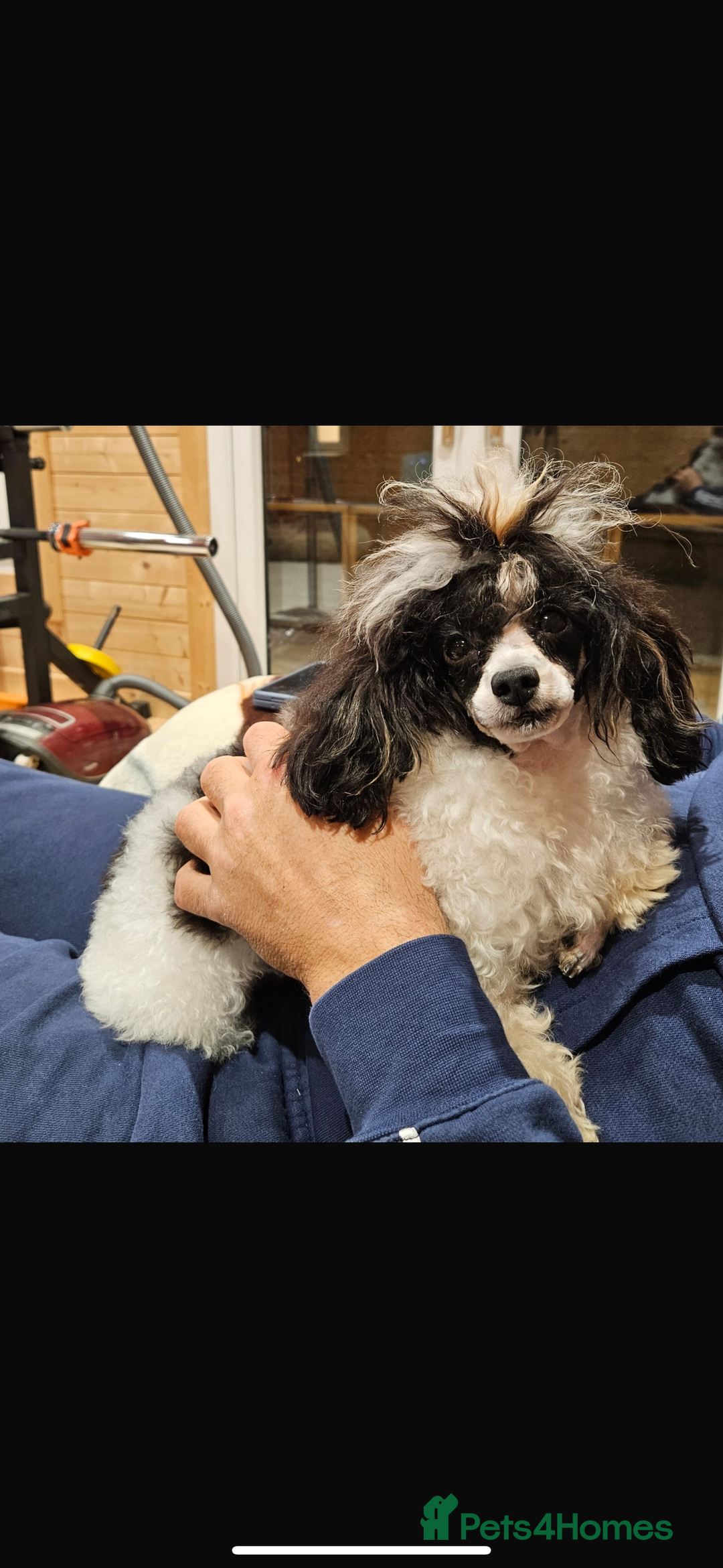 Maltipoo dogs for sale: Very small Maltipoo  - Image 21