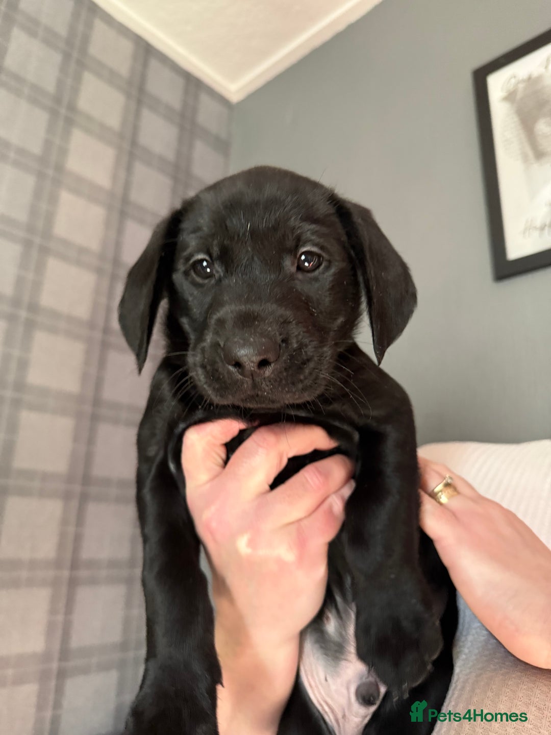 Labrador Retriever dogs for sale: Labrador puppies  - Advert 28