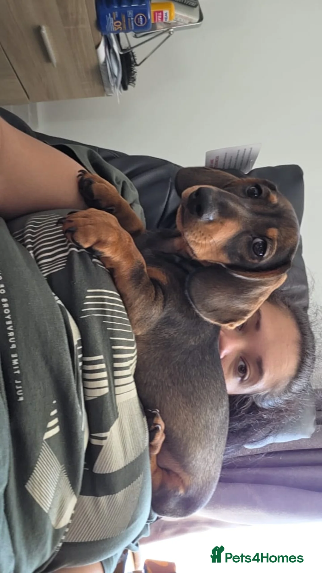 Miniature Dachshund dogs for sale: KC Registered boy ready for forever home - Advert 20
