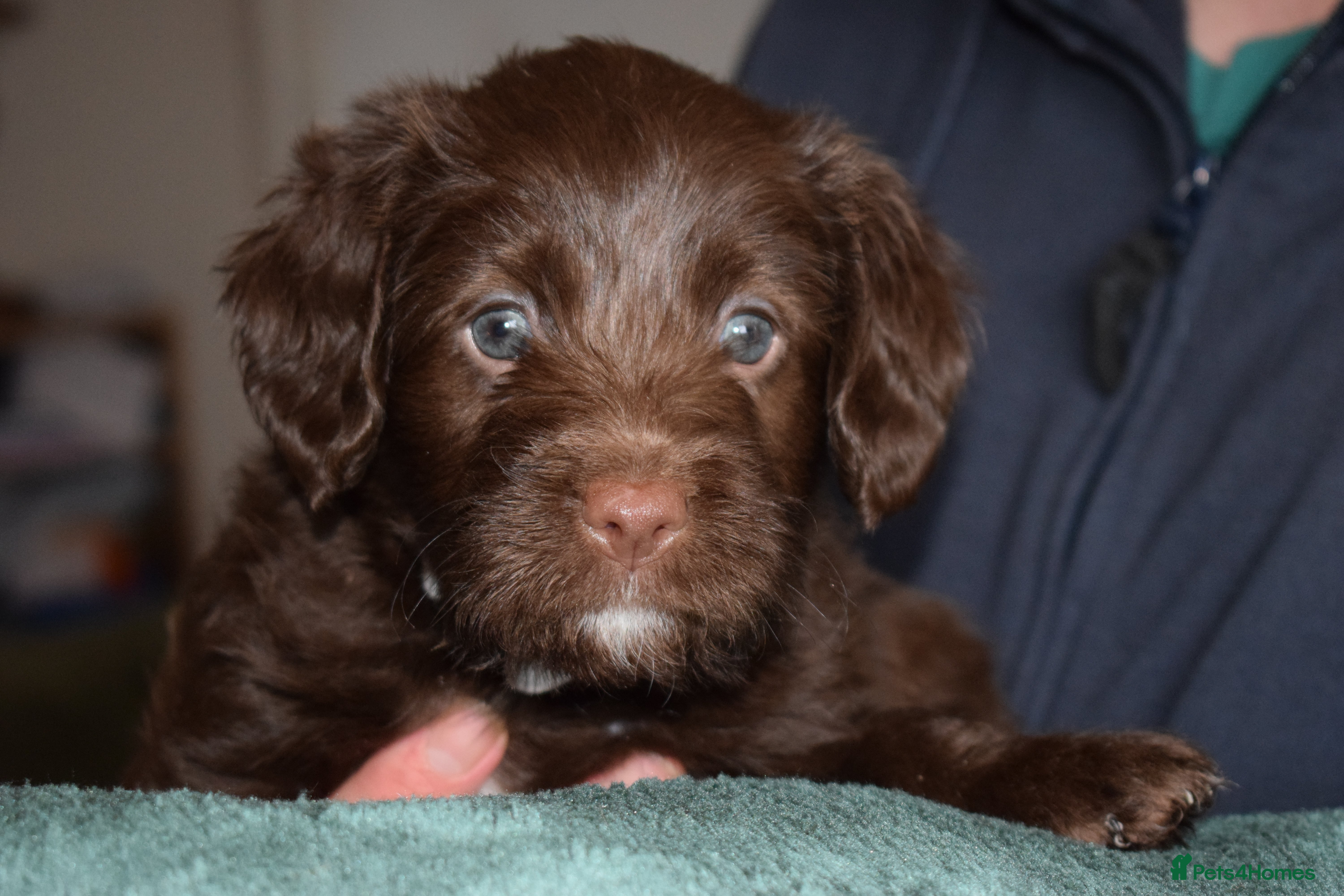 Mixed Breed dogs ✨DNA-Clear Aussie Labradoodles✨ - Advert 2