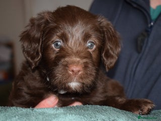 Mixed Breed dogs ✨DNA-Clear Aussie Labradoodles✨ - Advert 2