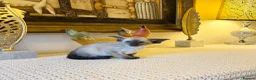 Oriental cats for sale: Beautiful TICA Oriental  and Siamese babies - Advert 4