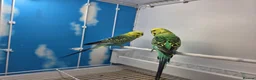 Budgerigars birds for sale: Stunning Budgies, various colors & Mutations - Advert 8