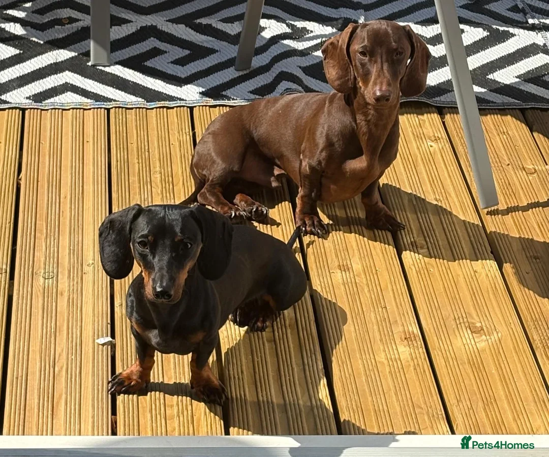 Miniature Dachshund dogs for sale: Miniature Dachshunds for sale - Advert 2
