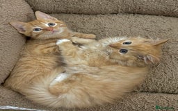 Mixed Breed cats for sale: GORGEOUS X SIBERIAN KITTENS  - Image 7