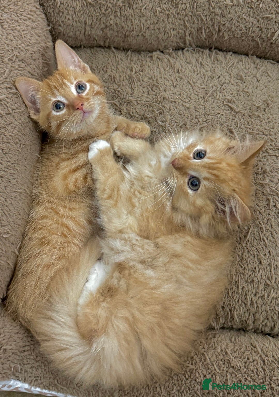 Mixed Breed cats for sale: GORGEOUS X SIBERIAN KITTENS  - Image 7