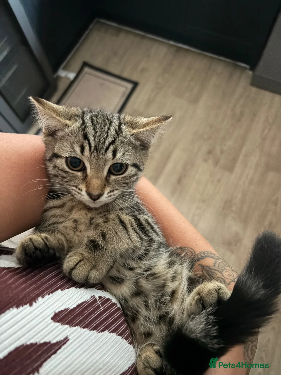Mixed Breed cats for sale: PAIR OF RAGDOLL X BENGAL MIX  - Advert 2